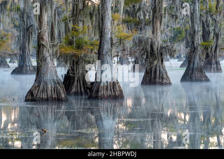 USA, Texas, Caddo Lake *** Ortsüberschrift *** USA, Texas, Caddo Lake, Cypress Sumpf, Natur, eastern, american, Wald, Baum, Zypresse, Spiegelung, Natu Stockfoto