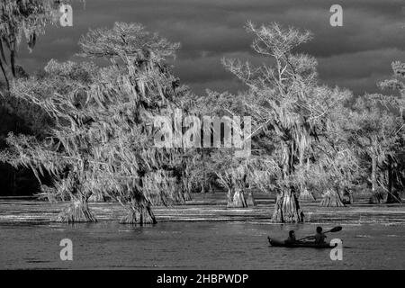 USA, Texas, Caddo Lake *** Local Caption *** USA, Texas, Caddo Lake, Cypress Sumpf, Natur, eastern, american, Wald, Baum, Zypresse, Reflexion, nat Stockfoto