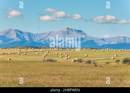 Landschaftlich reizvolle Ackerflächen in den Prärien und Ausläufern am Fuße der Rocky Mountains in Alberta, Kanada Stockfoto