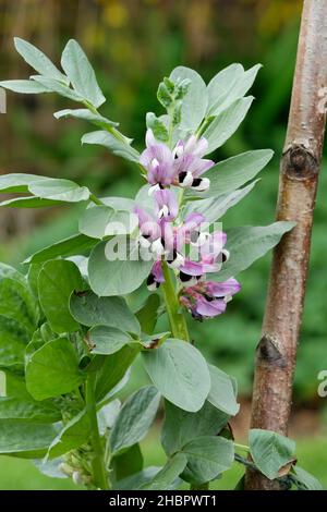 Vicia faba ‘Aquadulce Claudia’. Broad Bean ‘Aquadulce Claudia’. Frühe Frühjahrsblüte. Fava-Bohnen blühen Stockfoto