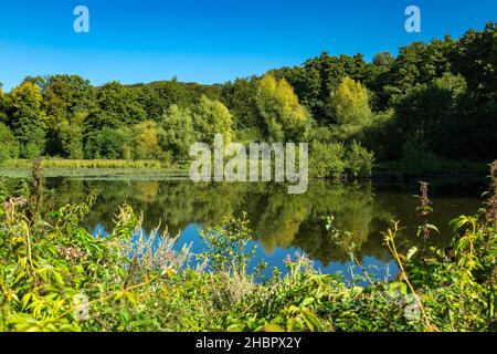 Deutschland, Wuelfrath, Wuelfrath-Aprath, Bergisches Land, Niederbergisches Land, Niederberg, Rheinland, Nordrhein-Westfalen, NRW, Mühlenteich bei de Stockfoto