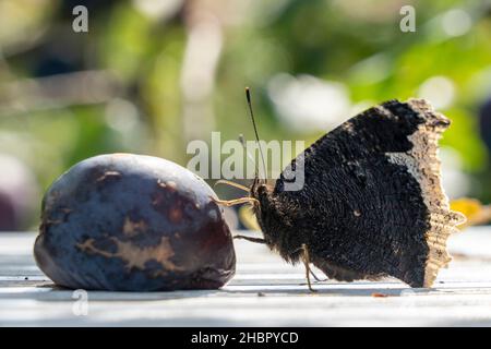 Der Trauermantel (Nymphalis antiopa) ist ein Schmetterling (Tagfalter) aus der Familie der Edelfalter (Nymphalidae). Das Artempitheton führt sich von Stockfoto