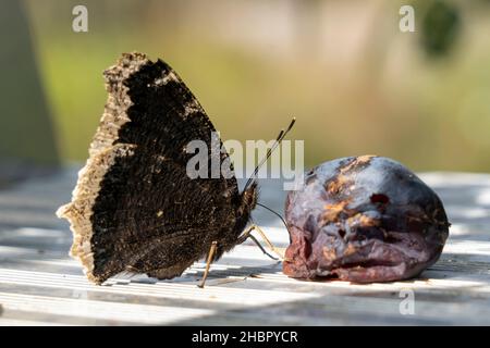 Der Trauermantel (Nymphalis antiopa) ist ein Schmetterling (Tagfalter) aus der Familie der Edelfalter (Nymphalidae). Das Artempitheton führt sich von Stockfoto