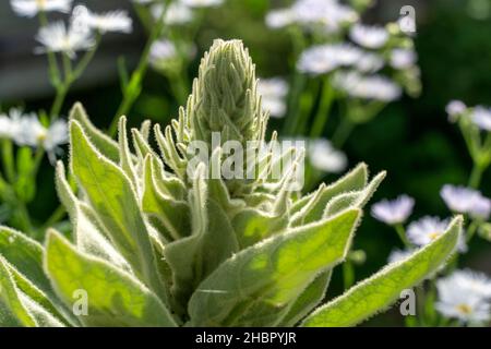 Königskerze im Garten Kleinblütige Königskerze (Verbascum thapsus) Stockfoto