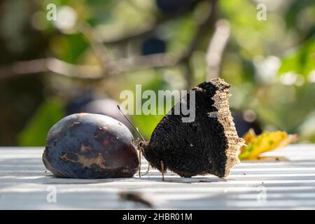 Der Trauermantel (Nymphalis antiopa) ist ein Schmetterling (Tagfalter) aus der Familie der Edelfalter (Nymphalidae). Das Artempitheton führt sich von Stockfoto