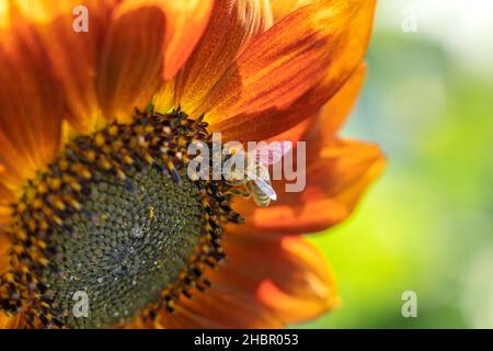 Die Sonnenblume wird von einer Biene, Pflanzenwelt, Tierwelt APIs mellifera bestäubt Stockfoto