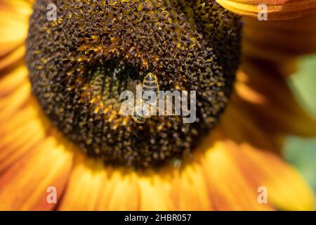 Die Sonnenblume wird von einer Biene, Pflanzenwelt, TierweltApis mellifera bestäubt Stockfoto