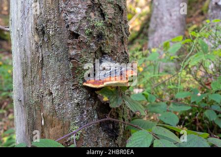 Ein Stockschwamm wächst am Baumstamm im Wald Echter Zunderschwamm (Fomes fomentarius) Stockfoto