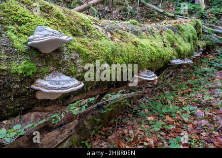 Ein Stockschwamm wächst am Baumstamm im Wald Echter Zunderschwamm (Fomes fomentarius) Stockfoto