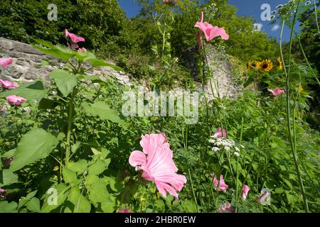 Der historische Stadtmauer in der Nähe des Pulverturms (hoch über Bad Reichenhall auf Höhe der Burg Grutenstein) mit Blumenwiese der Biospärenregion Stockfoto