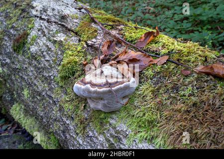 Ein Stockschwamm wächst am Baumstamm im Wald Echter Zunderschwamm (Fomes fomentarius) Stockfoto