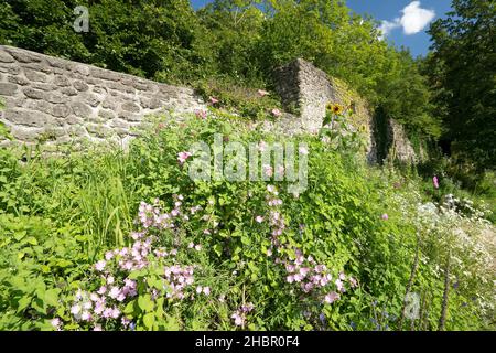 Der historische Stadtmauer in der Nähe des Pulverturms (hoch über Bad Reichenhall auf Höhe der Burg Grutenstein) mit Blumenwiese der Biospärenregion Stockfoto