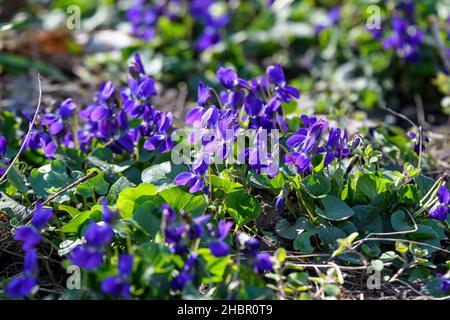 Viele kleine, zarte blaue Blüten der Viola odorata Pflanze, allgemein bekannt als Holz, süß, englisch oder Floristen-Veilchen in einem Garten an einem sonnigen Frühlingstag, Stockfoto
