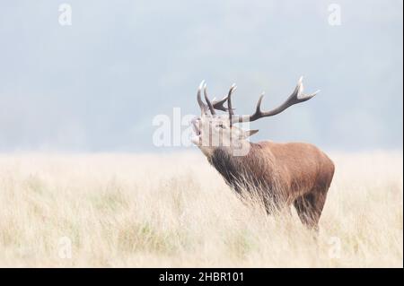 Porträt eines Rothirschhirsches, der während der Brunftzeit am nebligen Herbstmorgen in Großbritannien ruft. Stockfoto