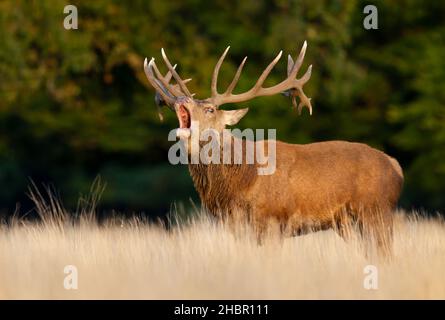 Nahaufnahme eines Rothirschhirsches, der während der Brunftzeit im Herbst in Großbritannien ruft. Stockfoto