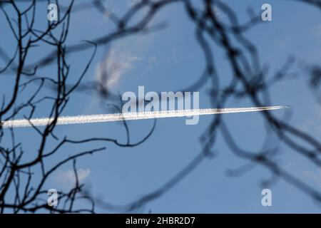 Weiße Spur von einem fliegenden Flugzeug am blauen Himmel, abstrakte Ansicht von den Ästen der Bäume Stockfoto