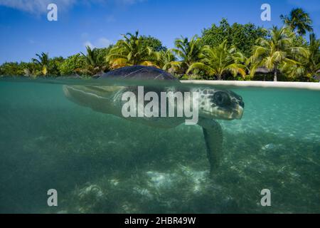 Rückblick auf das Jahr 2021. File photo dated 17/11/21 of April, an olive ridley Sea Turtle, genossen ein Bad im Meer als Teil ihrer Bereicherung, im Turtle Rehabilitation Center im Four Seasons Resort in Kuda Huraa, Malediven. Ausgabedatum: Dienstag, 21. Dezember 2021. Stockfoto