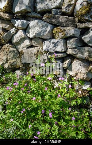 Herb Robert wächst neben einer Trockensteinmauer, Bradbourne, Peak District National Park, Derbyshire, England Stockfoto