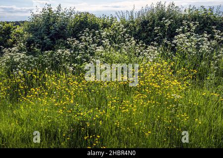 Butterblumen und Kuhpsilie, häufig in einer englischen Hecke im Frühsommer, in der Nähe von Hagworthingham in den Lincolnshire Wolds, England Stockfoto