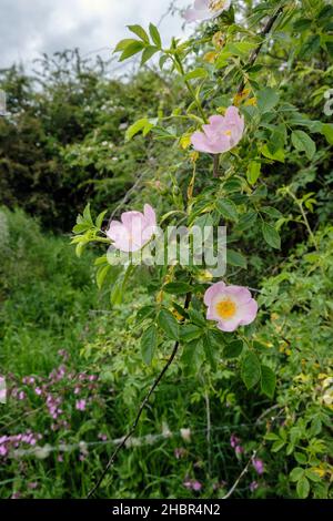 Die Hunderose wächst in einem Heckenhaus in der Nähe von Tealby in den Lincolnshire Wolds, England Stockfoto