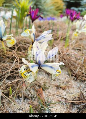 Bunte helle Krokusse auf felsigem Boden. Die ersten Frühlingsblumen erwecken nach dem Schneeschmelzen das Leben. Stockfoto