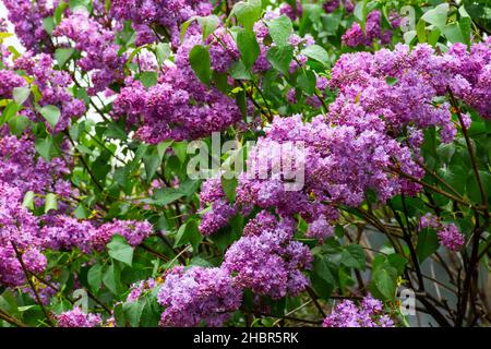 Blühender lila Fliederbusch im Garten. Schöner floraler grüner Naturhintergrund im Frühling Stockfoto