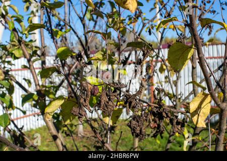 Gelbe Blätter auf einem jungen Apfelbaum im Garten, im Herbst Stockfoto