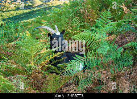 Feral Ziege im Valley of the Rocks Exmoor Nationalpark in der Nähe von Lynton und Lynmouth Devon England GB Europa Stockfoto