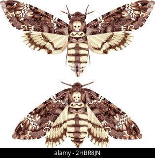 Schmetterling. Deaths Head Hawk Moth. Die Motte ist ein mystisches Symbol und Talisman. Stock Vektor