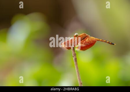 Die Fliege mit rotem Körper und Flügeln thront auf der Spitze eines trockenen braunen Zweiges, vor einem verschwommenen Hintergrund aus Blättern und Bäumen, Thema der Tierwelt Stockfoto