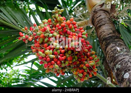 Nicaragua Granada - Pfirsich Palmfrucht - Bactris gasipaes - Pijiguao oder Chontaduro Stockfoto