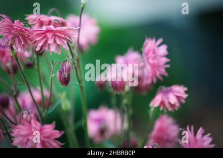 Abstrakt von der schönen Aquilegia vulgaris 'Clementine Salmon-Rose' blüht im Blumengarten. Selektiver Fokus auf die mittlere Knospe mit verschwommenem Vordergrund Stockfoto