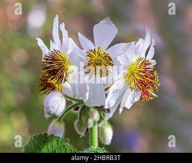 Afrikanische Lindenblüte und Knospen, Sparrmannia africana Stockfoto