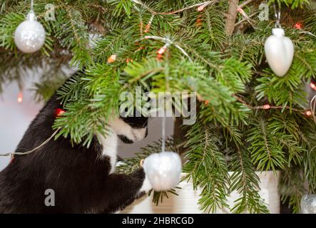 Eine Hauskatze, die mit Weihnachtsbaumkugeln spielt und auf den Weihnachtsbaum schaut. Stockfoto