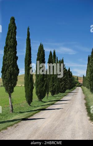 Zypressen in Val d'Orcia, Toskana, Italien, Europa Stockfoto