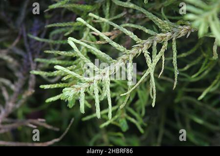 Abietinella abietina, auch bekannt als Thuidium abietinum, ein Pleurocarpuous Moos aus Finnland ohne gemeinsamen englischen Namen Stockfoto
