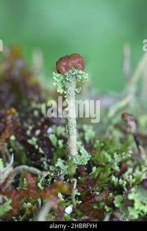 Cladonia gracilis subsp. Turbinata, eine Pokalflechte aus Finnland ohne gemeinsamen englischen Namen Stockfoto