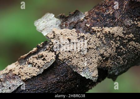 Merismodes anomala, ein kleiner schalenförmiger Cyphelloidpilz aus Finnland, der keinen gemeinsamen englischen Namen hat Stockfoto