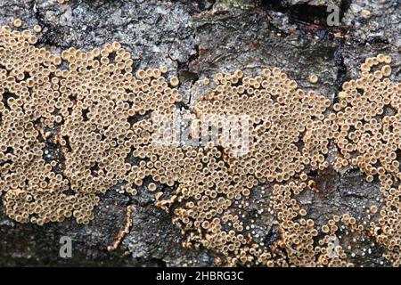 Merismodes anomala, ein kleiner schalenförmiger Cyphelloidpilz aus Finnland, der keinen gemeinsamen englischen Namen hat Stockfoto