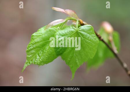 Tilia cordata, bekannt als kleinblättrige Lime, kleinblättrige Linden oder kleinblättrige Linden, frische Blätter im Frühjahr Stockfoto