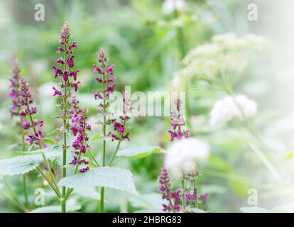 Lila Wildblumen im grünen Gras. Wiesenblumen und Kräuter. Die Wildblumen. Stockfoto