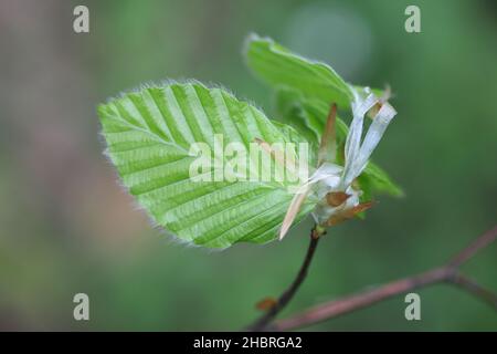 Fagus sylvatica, bekannt als europäische Buche oder gemeine Buche, Nahaufnahme neuer Blätter Stockfoto