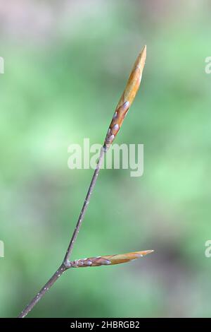 Fagus sylvatica, bekannt als europäische Buche oder gemeine Buche, Nahaufnahme von Blattknospen Stockfoto