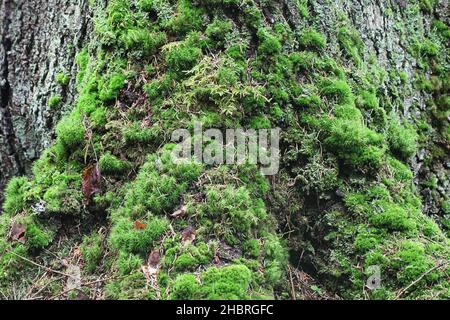 Moosbedeckter Stamm und Wurzeln der Norwegenfichte, alter Wald im Naturzustand Stockfoto