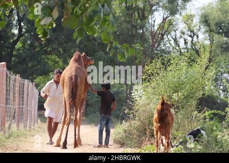 Pali Rajasthan, Indien – 30. Oktober 2021. Nahaufnahme des Kamelförderers übrigens, Kamelbauer Stockfoto