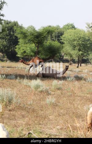 Nahaufnahme von Kamelen grasen im Wald, Rajasthan Stockfoto