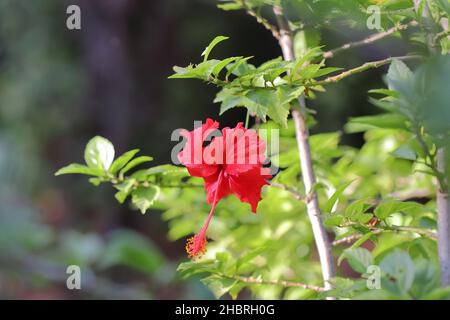 Nahaufnahme von schönen roten Hibiskusblüten, die auf dem Baum im Garten blühen Stockfoto