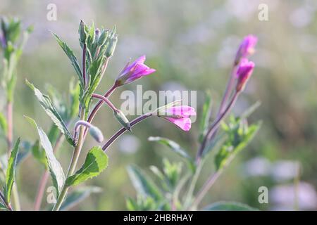 Epilobium hirsutum, allgemein bekannt als große Weidenkräuter, große haarige Weidenkräuter oder haarige Weidenkräuter, wilde Pflanze aus Finnland Stockfoto