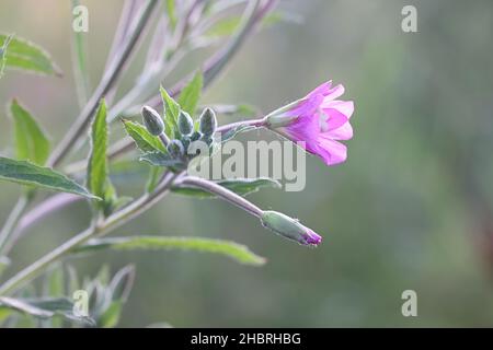 Epilobium hirsutum, allgemein bekannt als große Weidenkräuter, große haarige Weidenkräuter oder haarige Weidenkräuter, wilde Pflanze aus Finnland Stockfoto