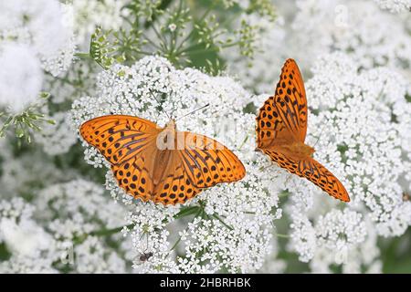 Argynnis paphia, bekannt als silbern gewaschene Fritilläre, die sich mit KuhPetersilie ernährt Stockfoto